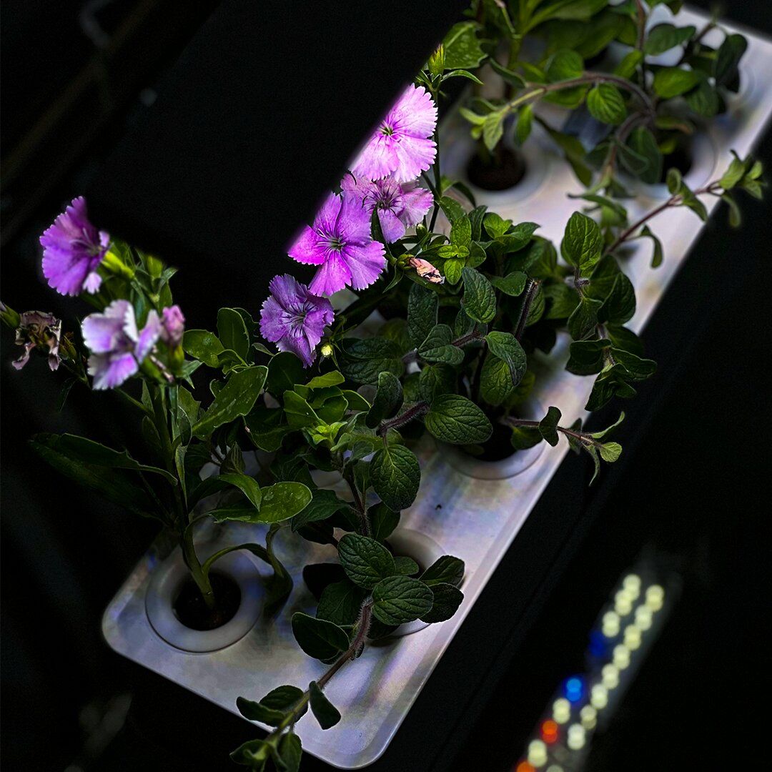 Hydroponics Pond product thumbnail 9