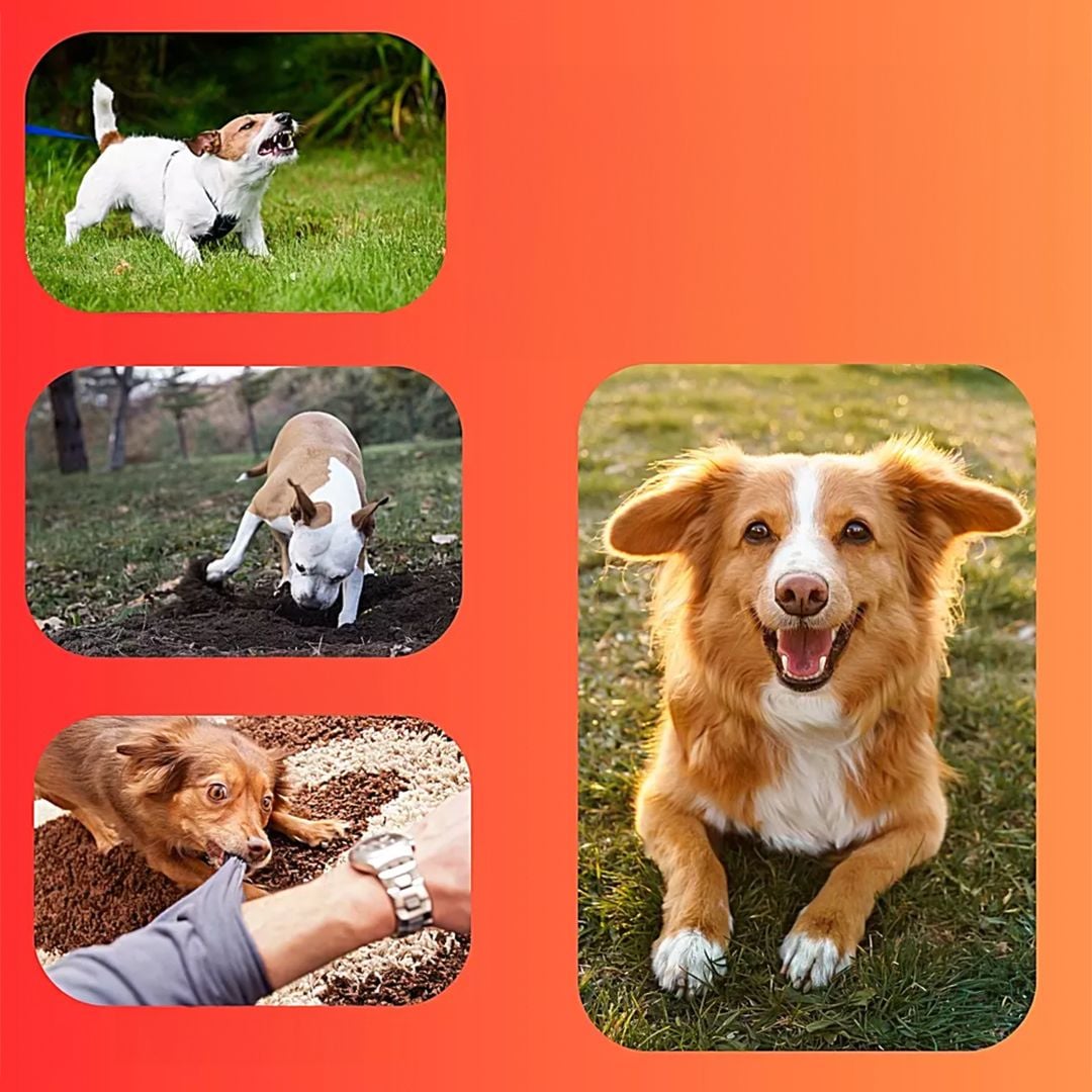 جهاز ترويض الكلاب بالموجات فوق الصوتية وكشاف مدمج - 11