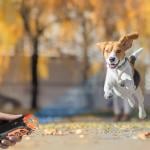 جهاز ترويض الكلاب بالموجات فوق الصوتية وكشاف مدمج - 3