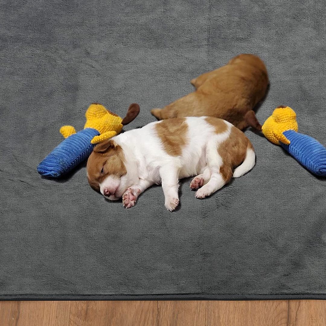 Pet Blanket product thumbnail 4