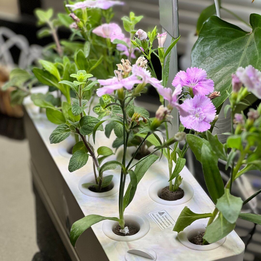 Hydroponics Pond product thumbnail 4