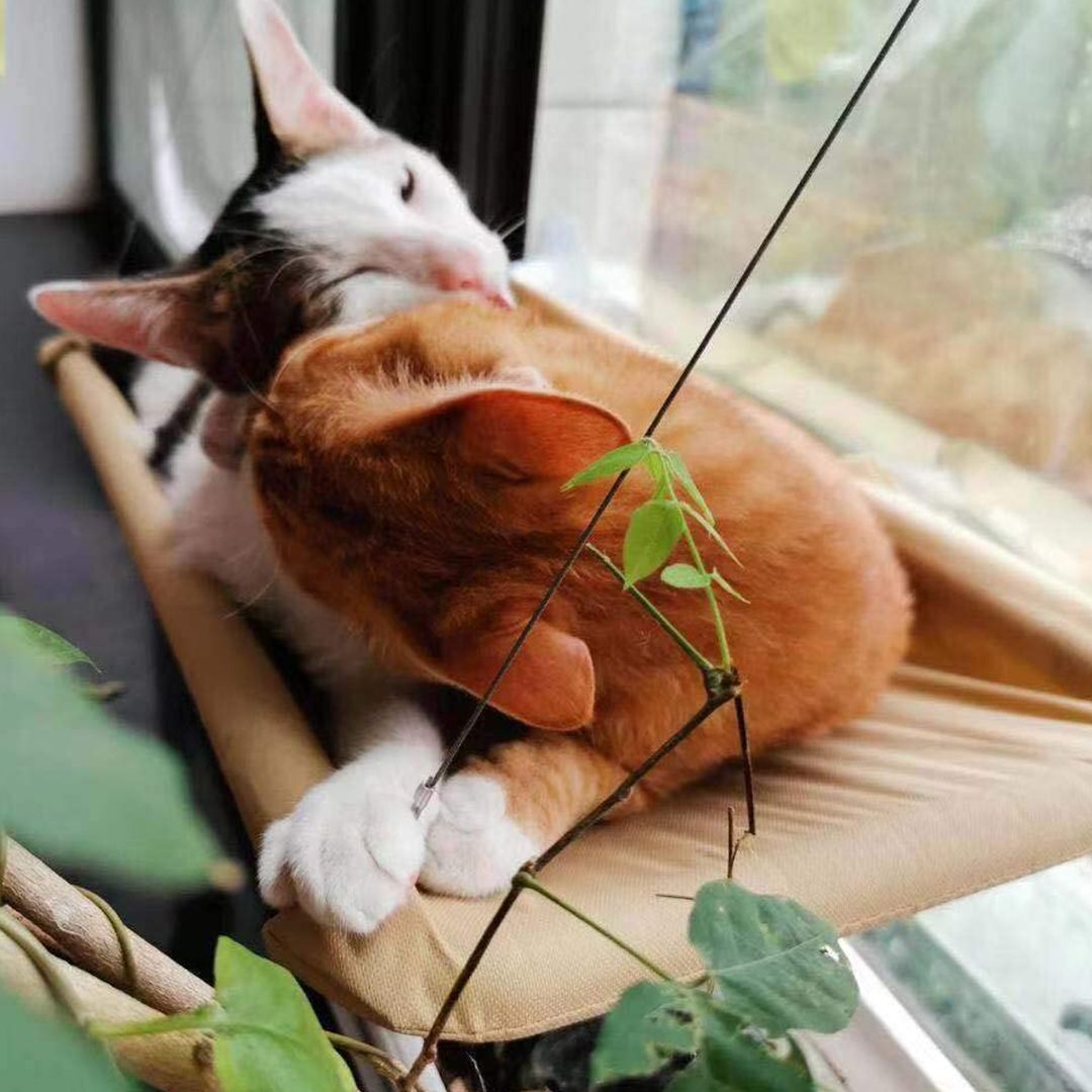Hammock and Bed For Pets product thumbnail 3