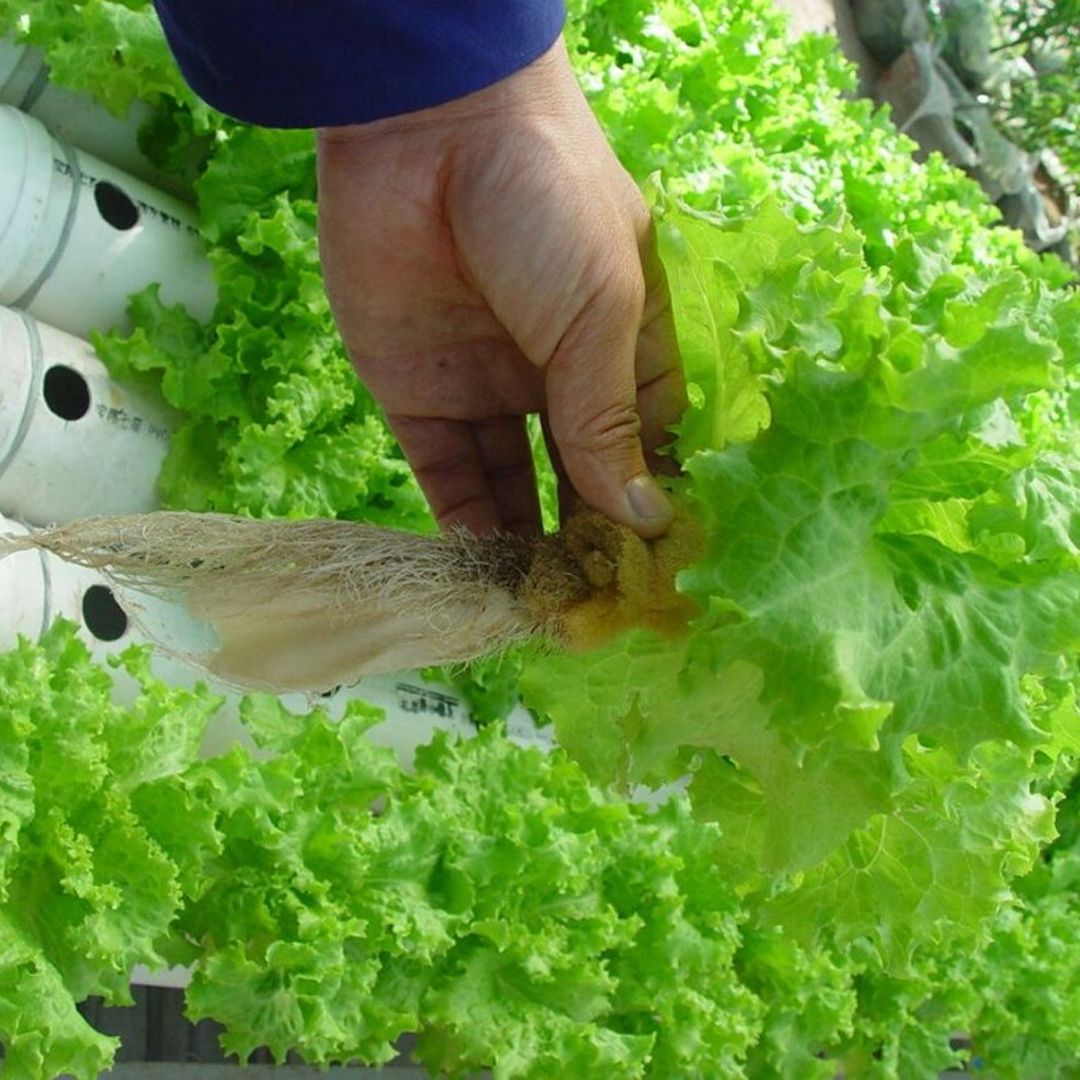 Automatic Water Planting Machine product thumbnail 4