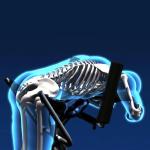 جهاز رياضي لدعم فقرات الظهر	 - 5