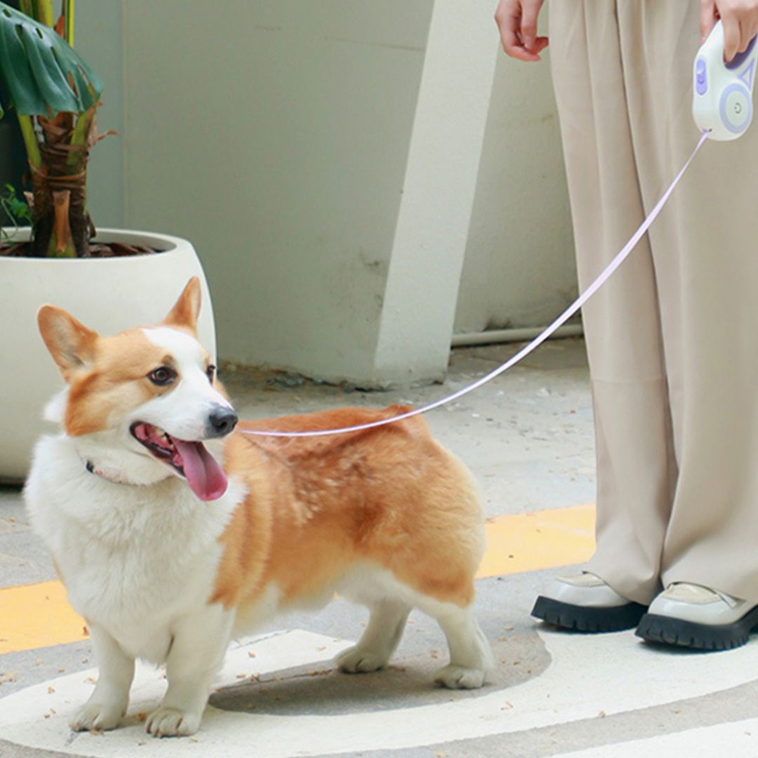 Pet Leash product thumbnail 2