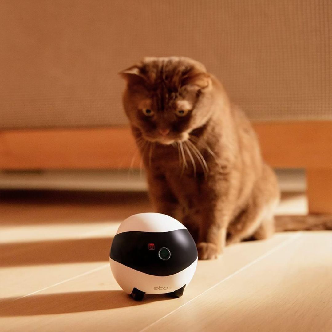 EBO Intelligent Surveillance Robot product thumbnail 5