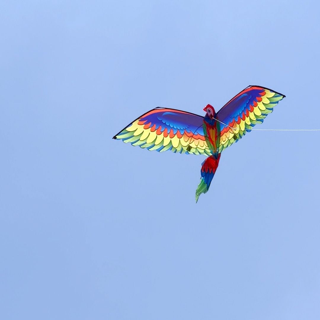 Parrot Kite product thumbnail 13